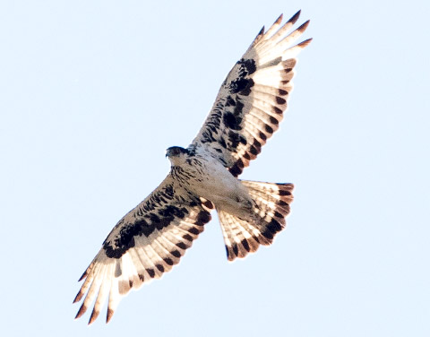 African Hawk Eagle in flight